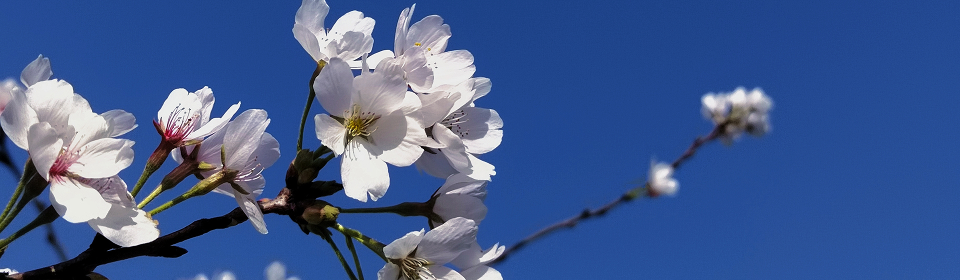 香港宝典全年资料库